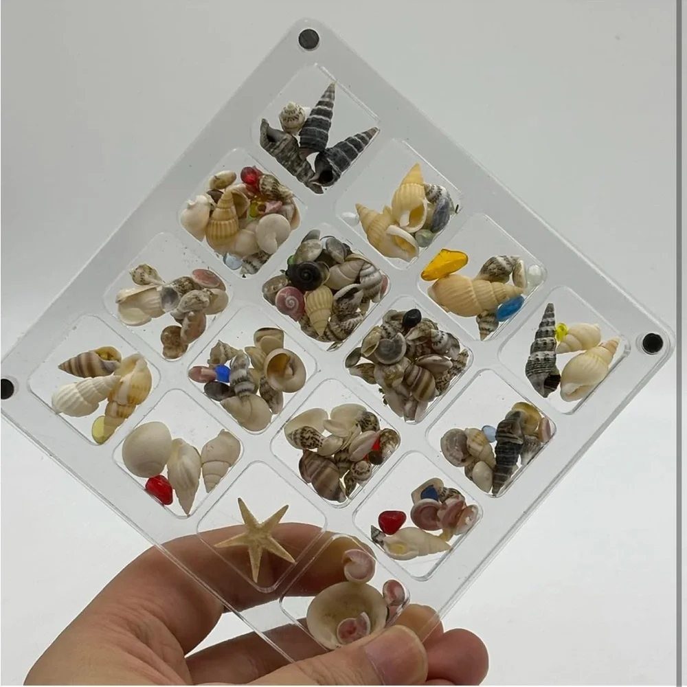 Clear Resin Shell Display